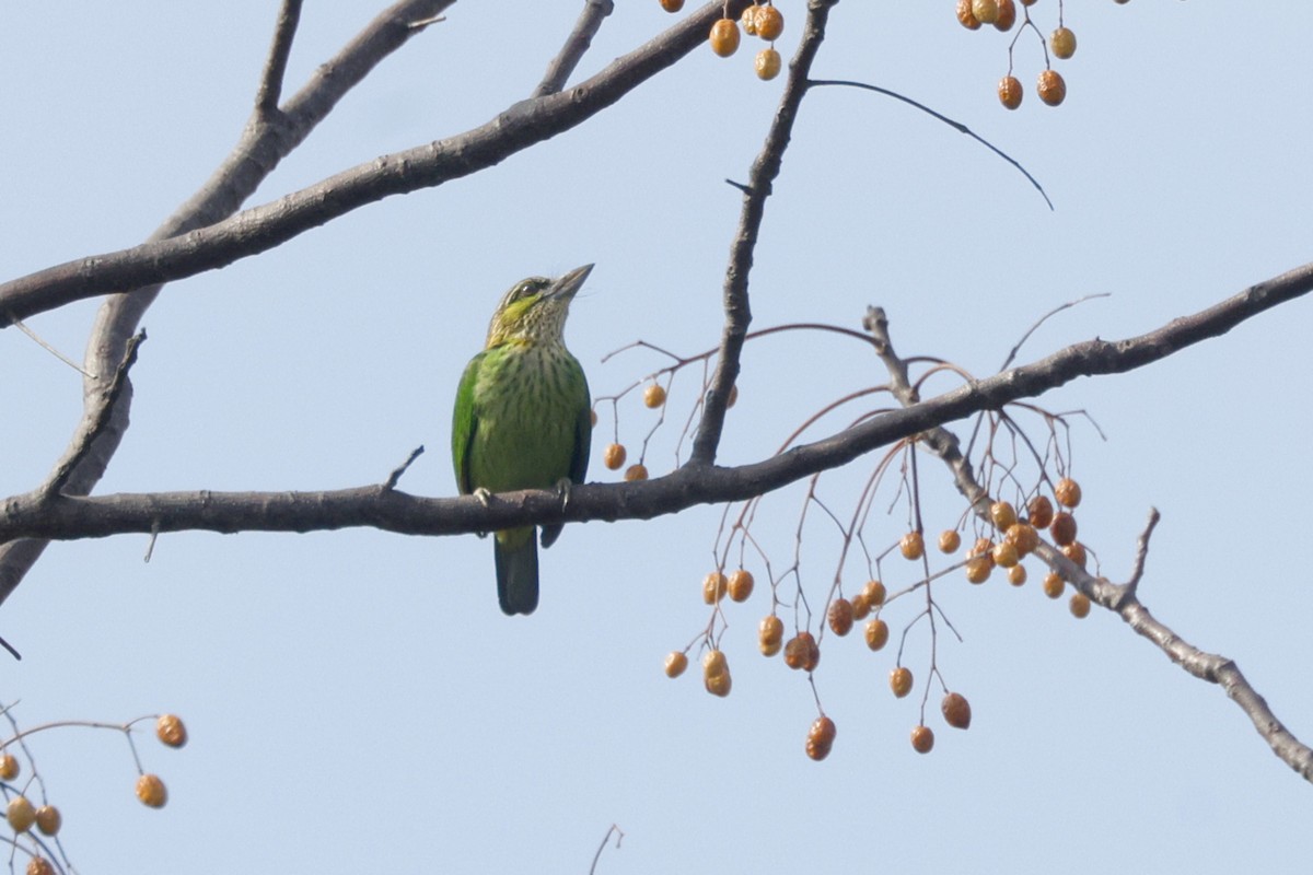 Green-eared Barbet - ML646906212