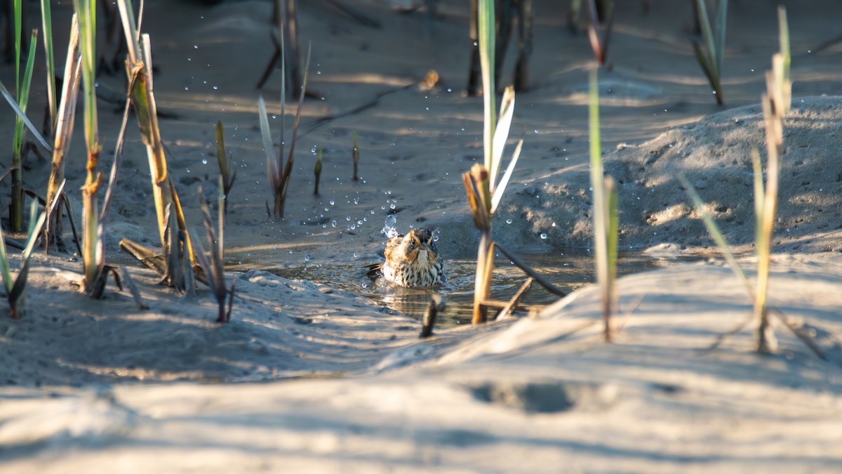 Saltmarsh Sparrow - ML646906214