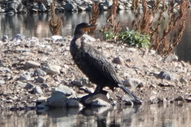 Double-crested Cormorant - ML646906220