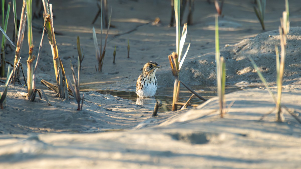 Saltmarsh Sparrow - ML646906222