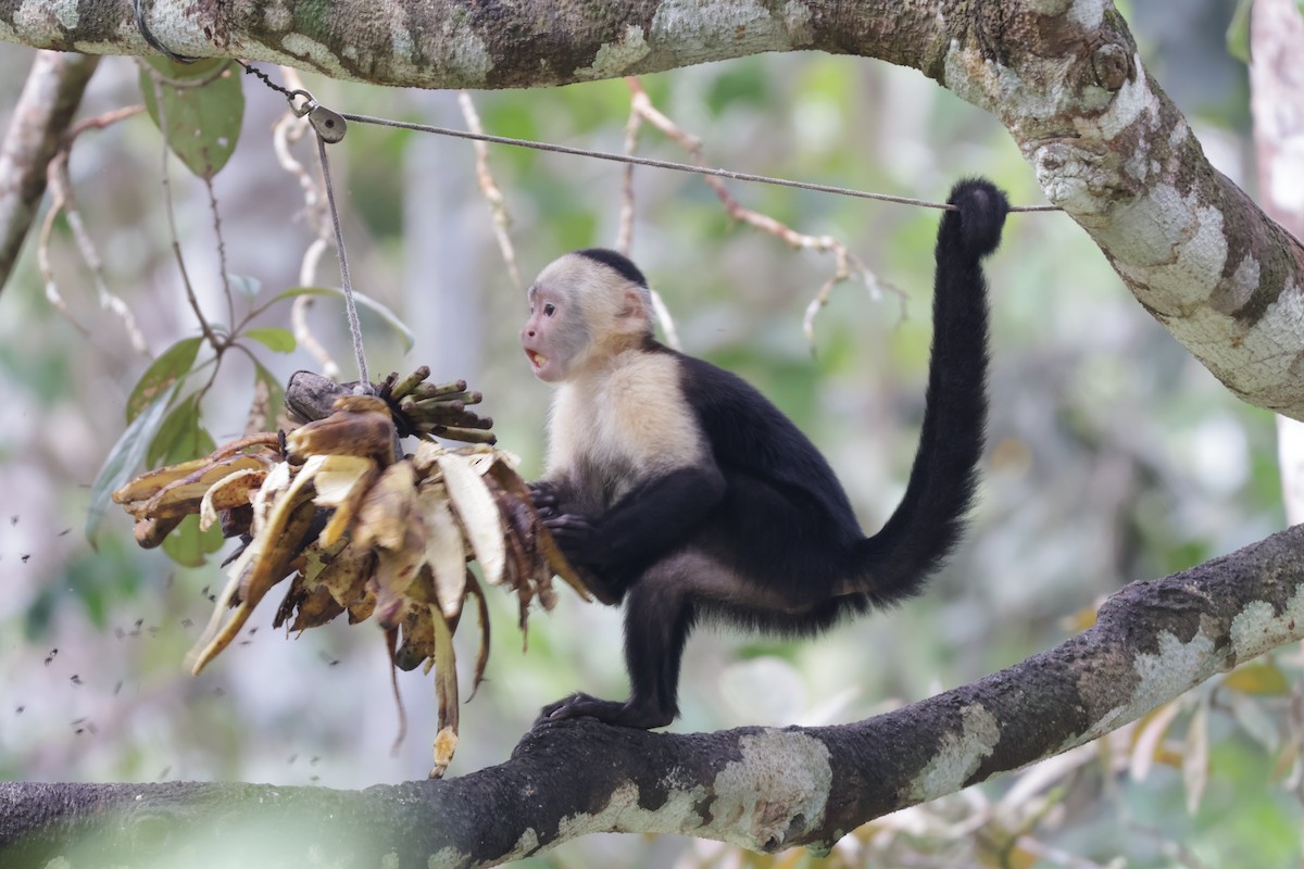 Sapajou du Panama - ML646906223