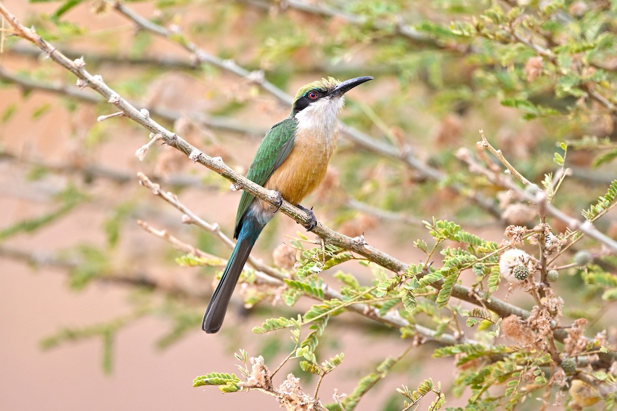 Somali Bee-eater - ML646906226