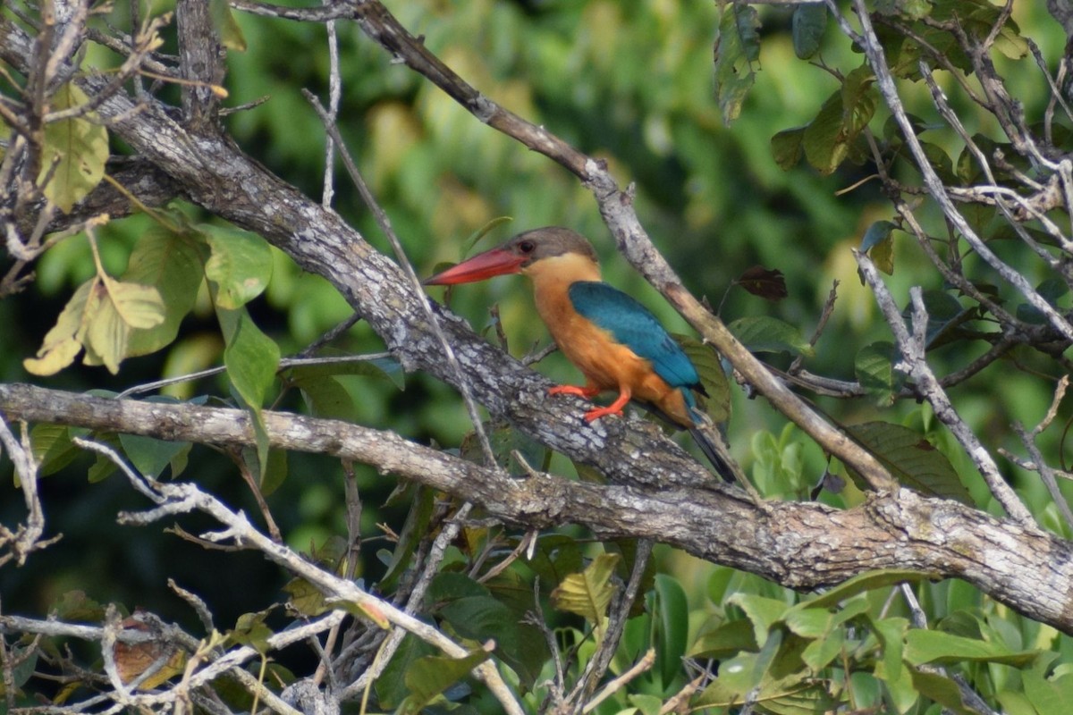 Аистоклювый гуриал - ML646906227