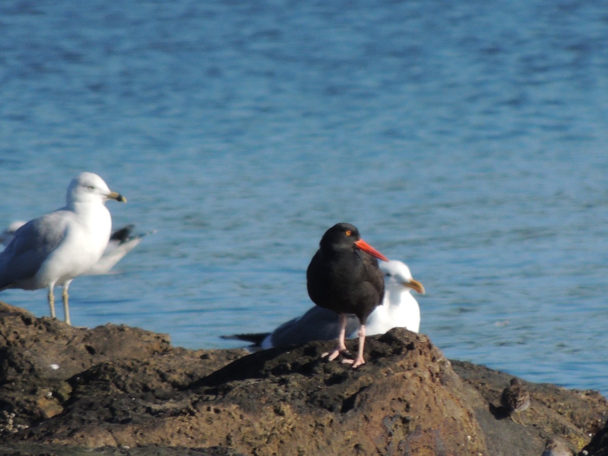 Black Oystercatcher - ML646906228