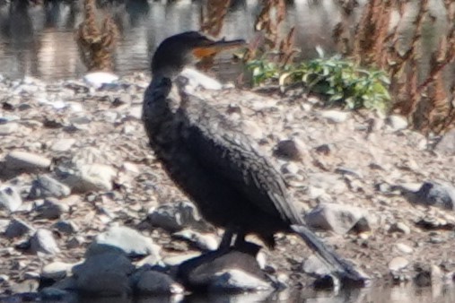 Double-crested Cormorant - ML646906238