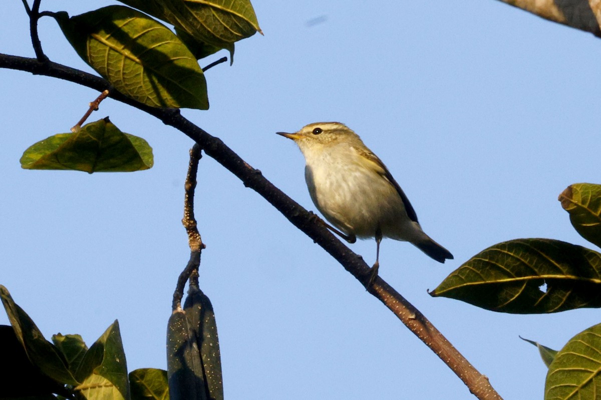 Yellow-browed Warbler - ML646906241
