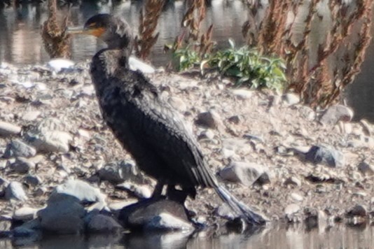 Double-crested Cormorant - ML646906243