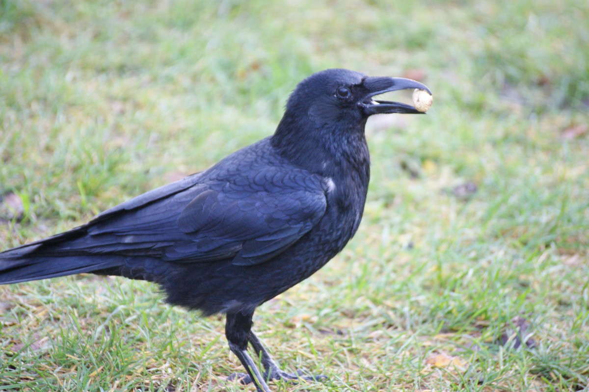 vrána černá - ML646906256