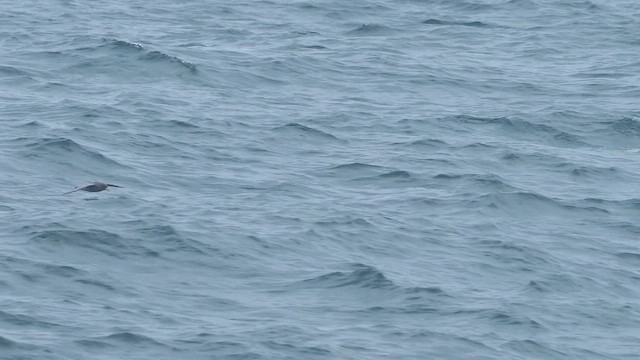 暴風鸌 - ML646906258