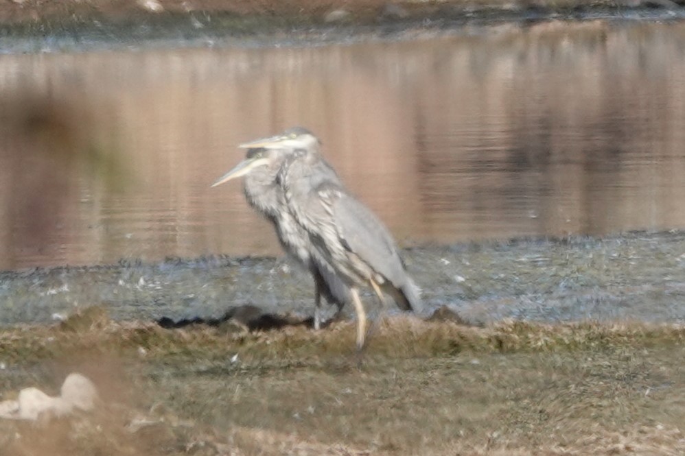 Great Blue Heron - ML646906260