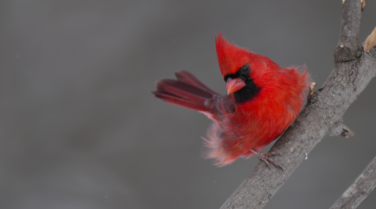 Cardinal rouge - ML646906262