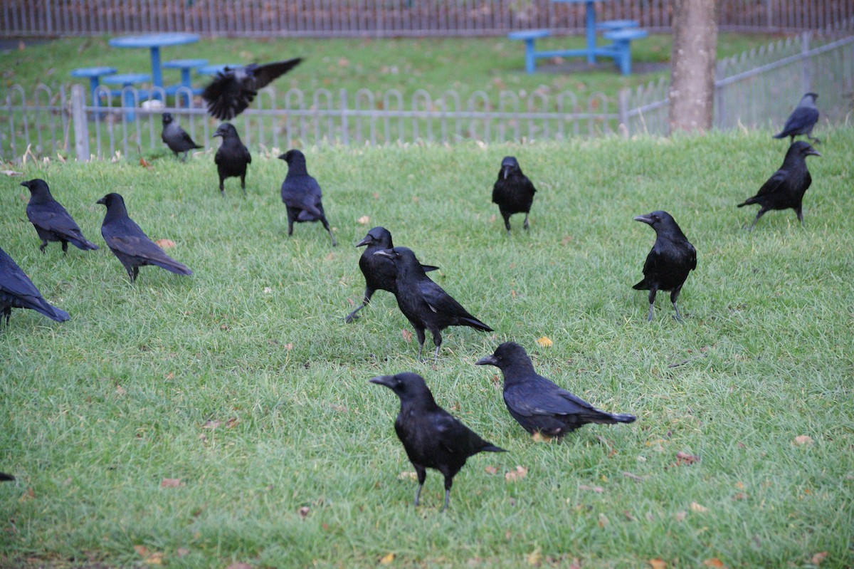 vrána černá - ML646906263