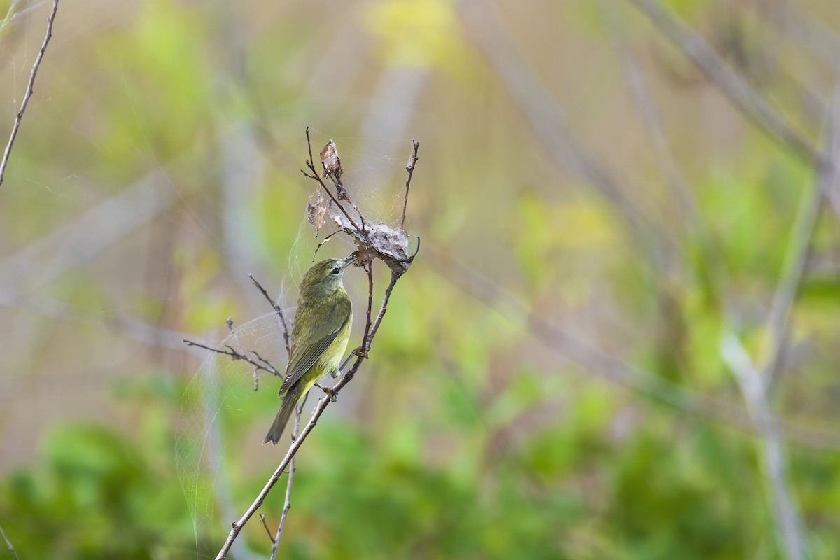 Orange-crowned Warbler - ML646906264