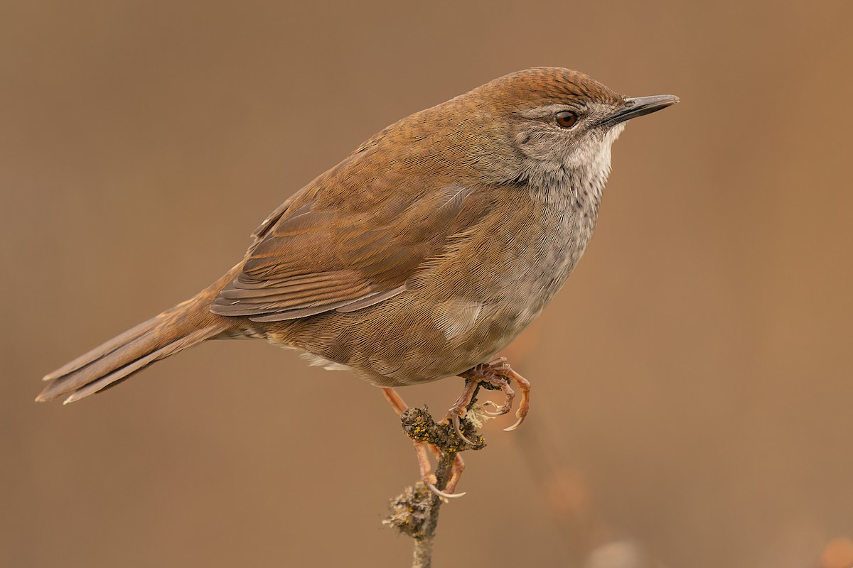 Spotted Bush Warbler - ML646906265