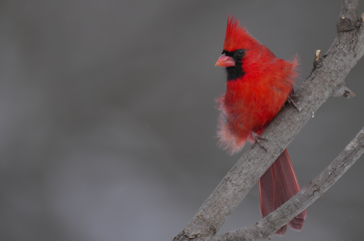 Cardinal rouge - ML646906267