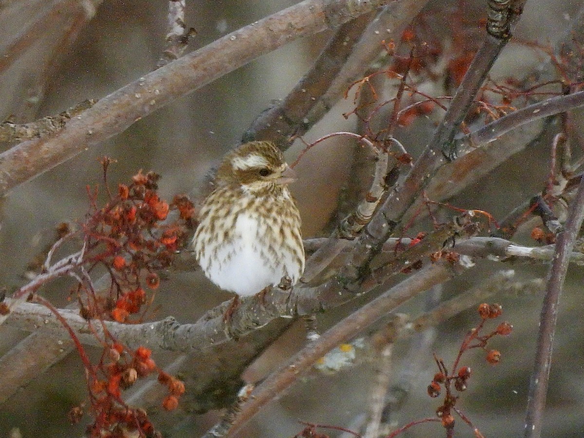Пурпурная чечевица - ML646906271