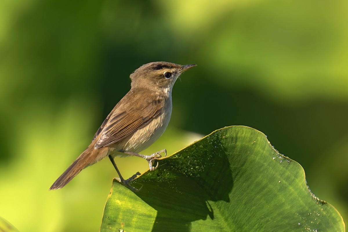 Black-browed Reed Warbler - ML646906272