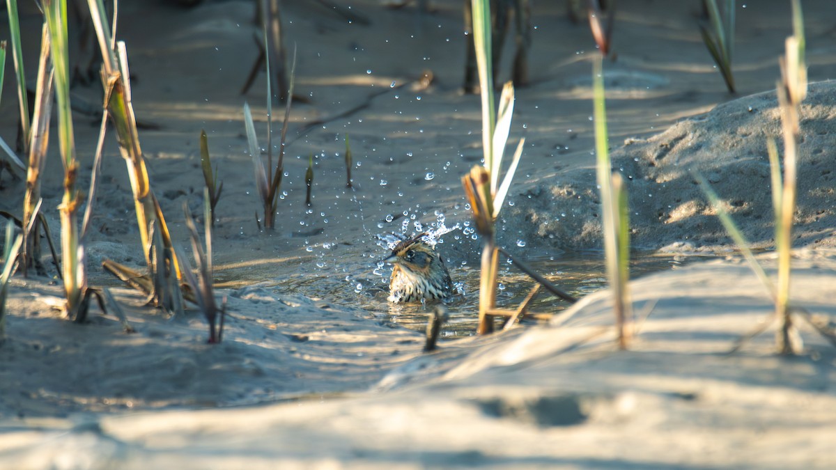 Saltmarsh Sparrow - ML646906273
