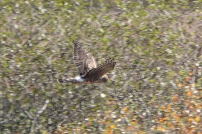 Northern Harrier - ML646906275