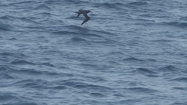 黑腳信天翁 - ML646906278