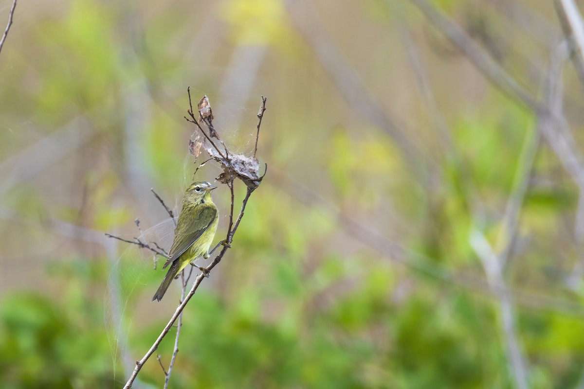 Orange-crowned Warbler - ML646906279