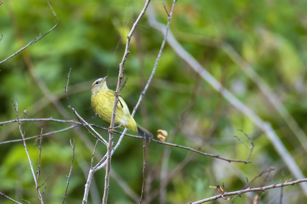 Orange-crowned Warbler - ML646906291