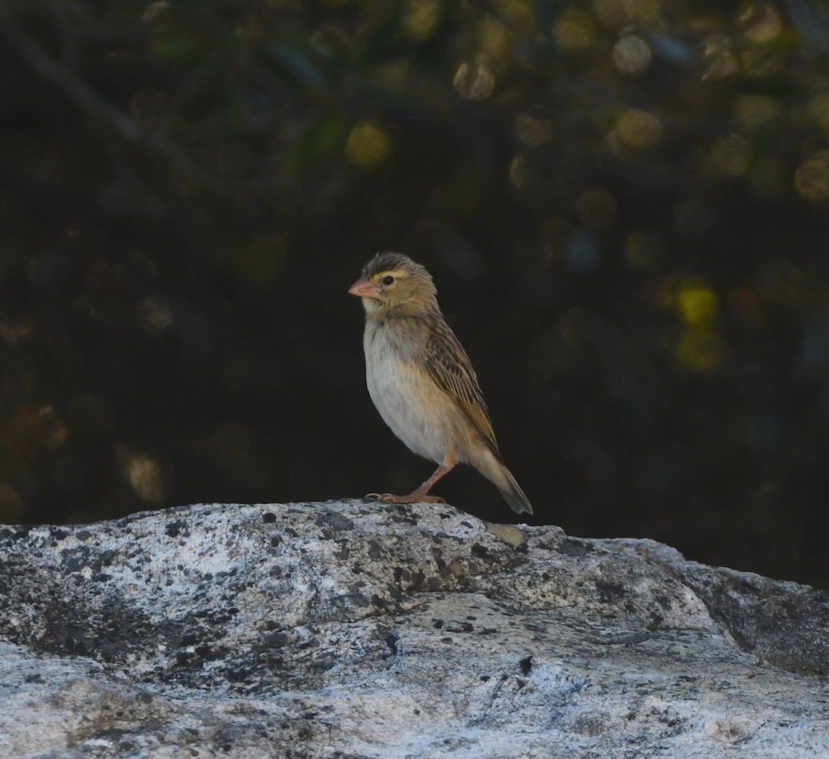 Southern Red Bishop - ML646906294