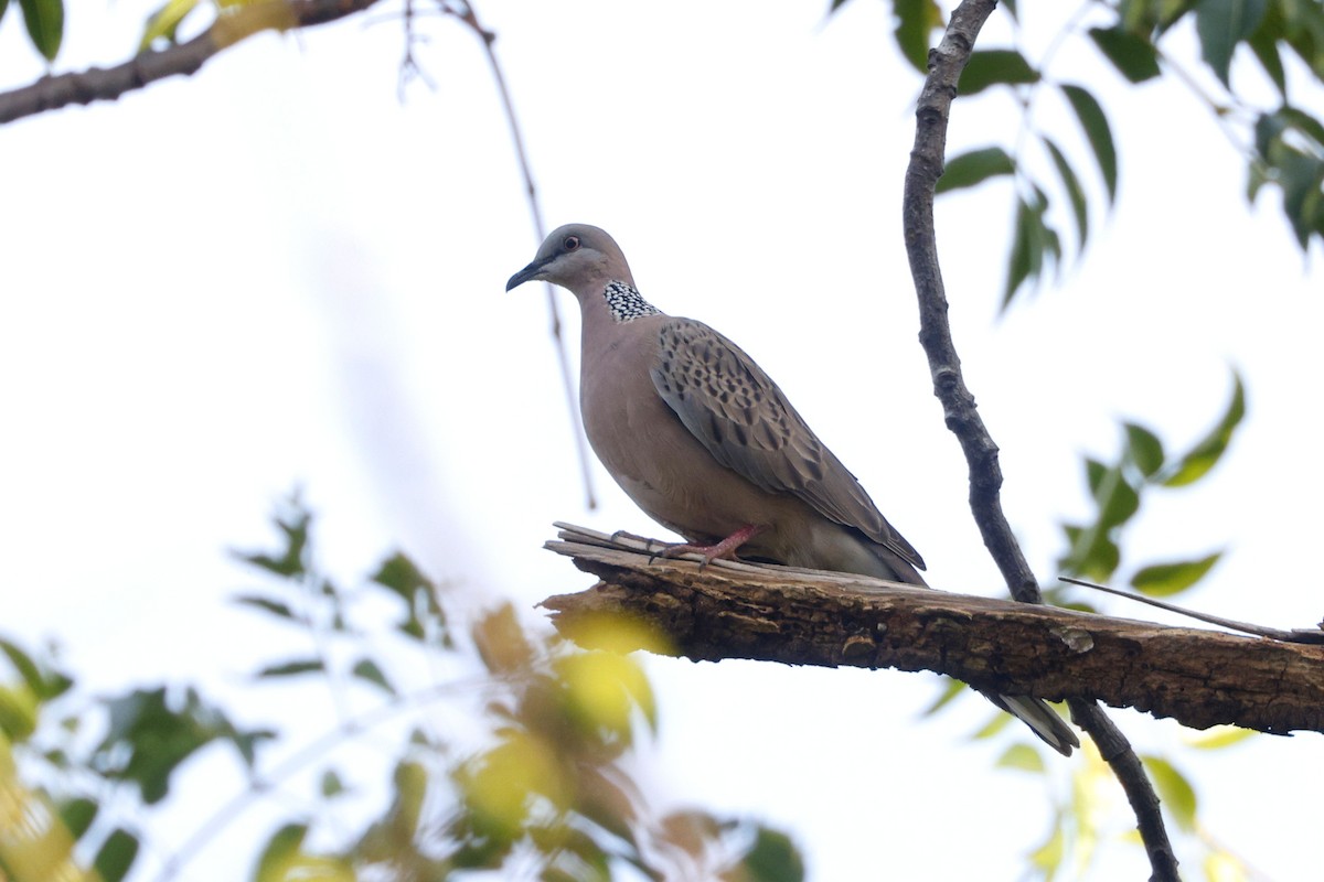 Spotted Dove - ML646906296