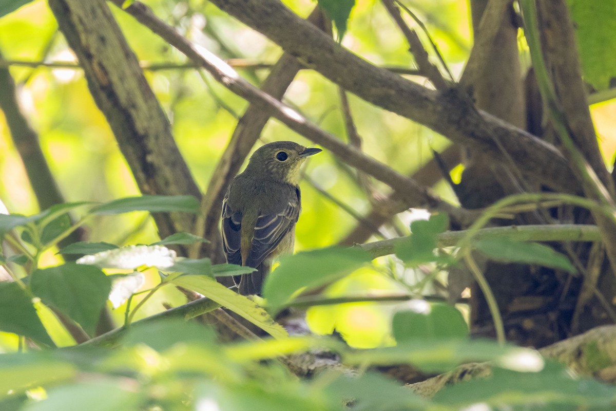 黃眉黃鶲 - ML646906298