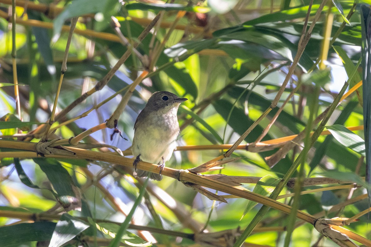 黃眉黃鶲 - ML646906299