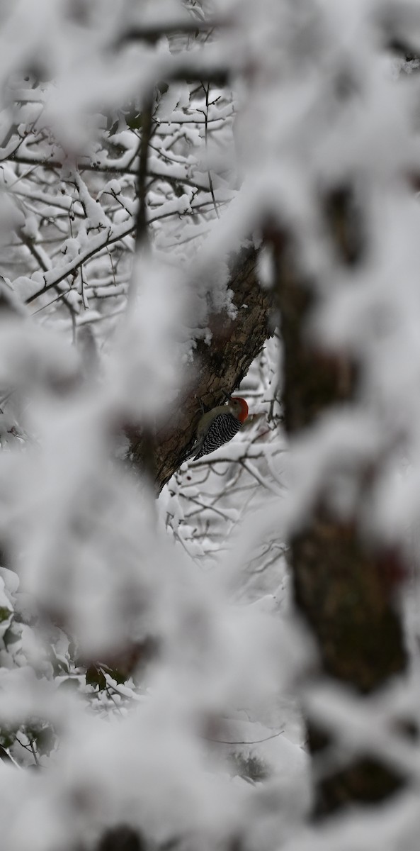 Red-bellied Woodpecker - ML646906301