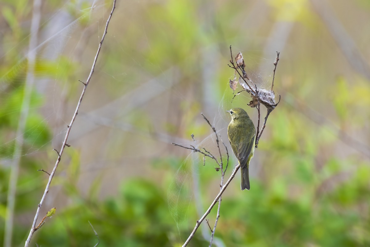 Orange-crowned Warbler - ML646906302