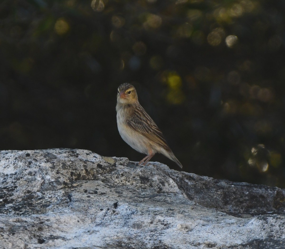 Southern Red Bishop - ML646906305