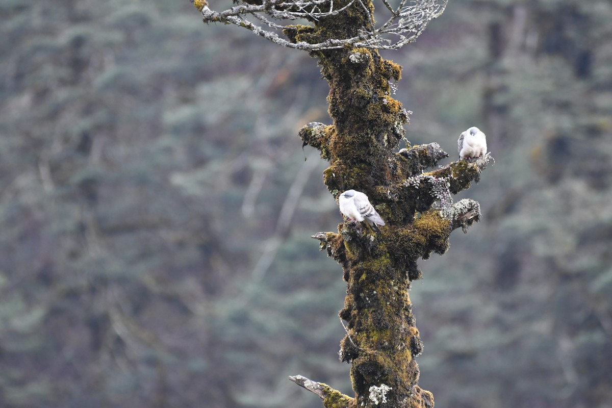 Snow Pigeon - ML646906306