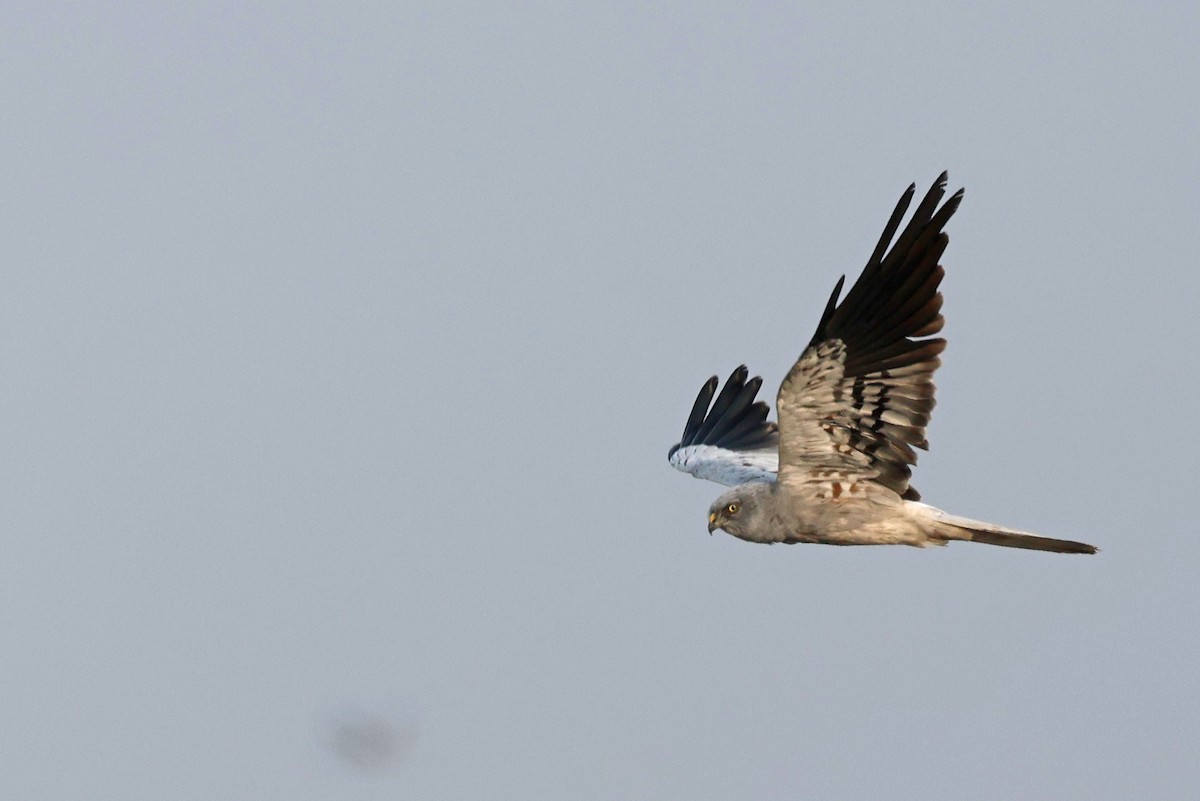 Луговой лунь - ML646906307