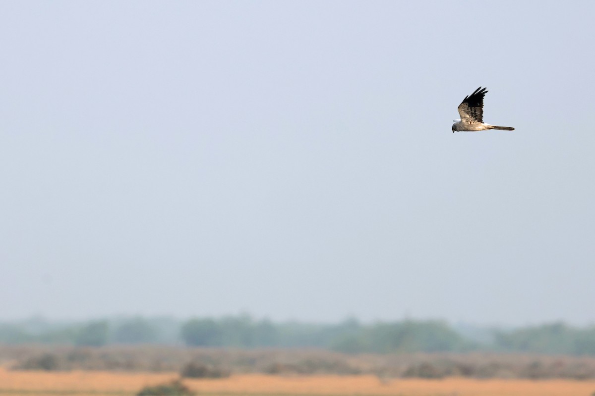 Луговой лунь - ML646906308