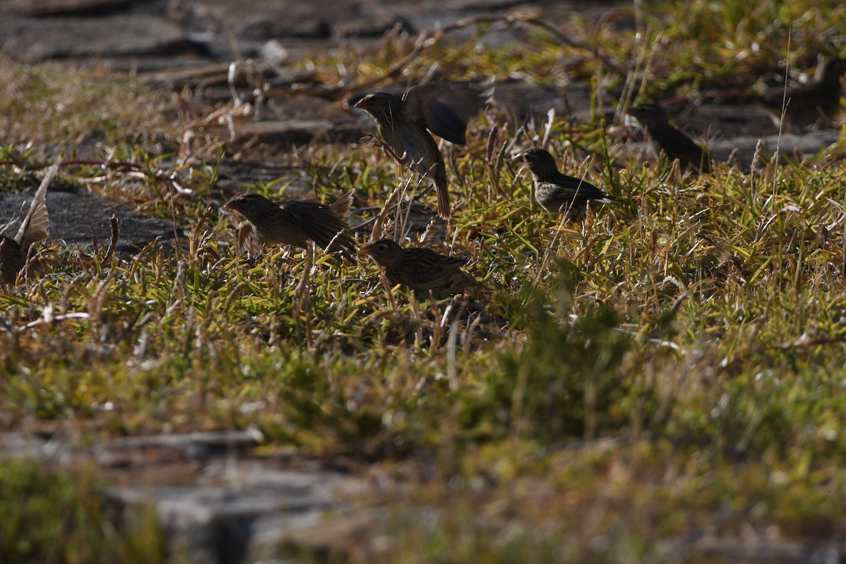 Southern Red Bishop - ML646906311