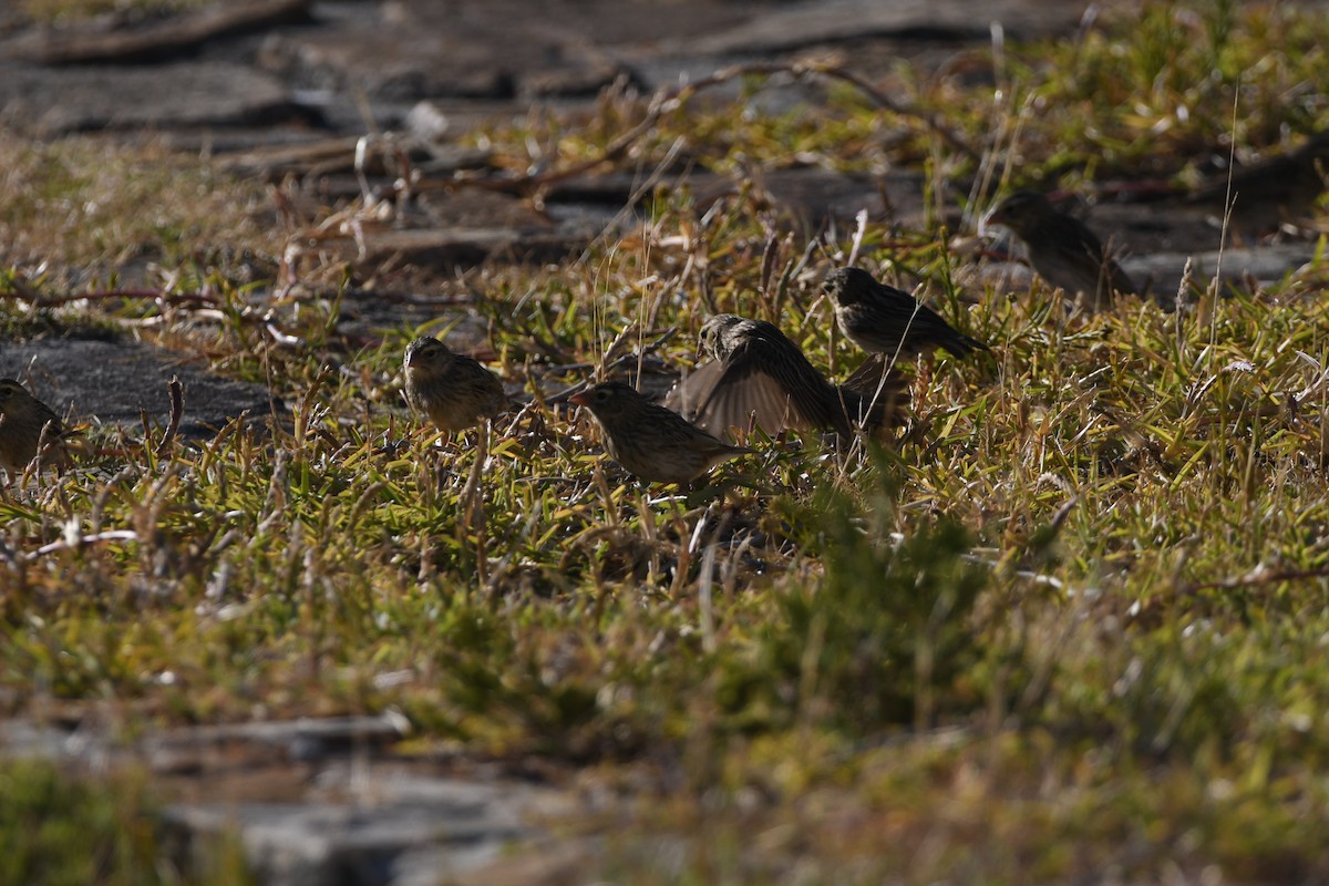 Southern Red Bishop - ML646906320