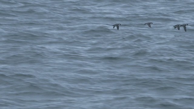 扁嘴海雀 - ML646906322