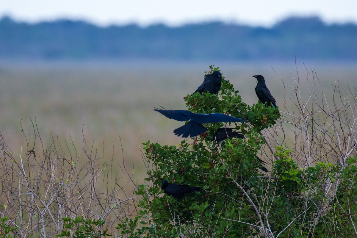 Fish Crow - ML646906323