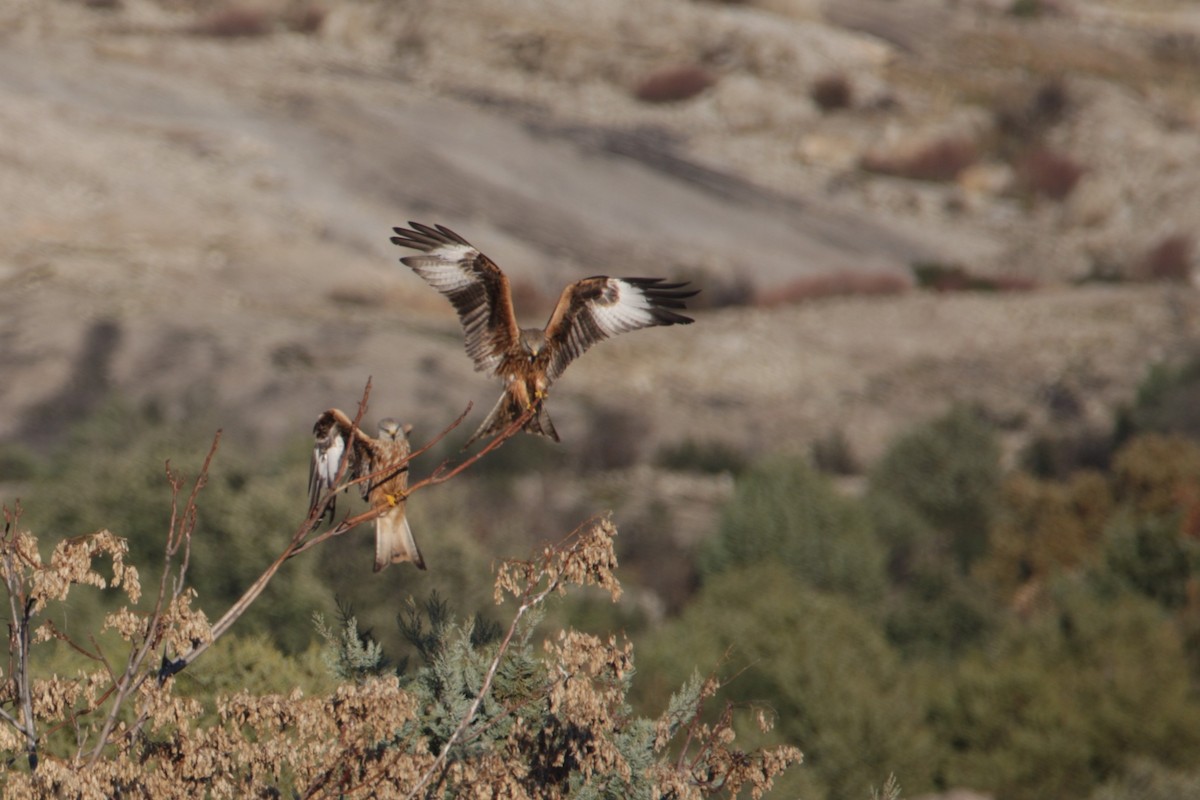 Nibbio reale - ML646906329