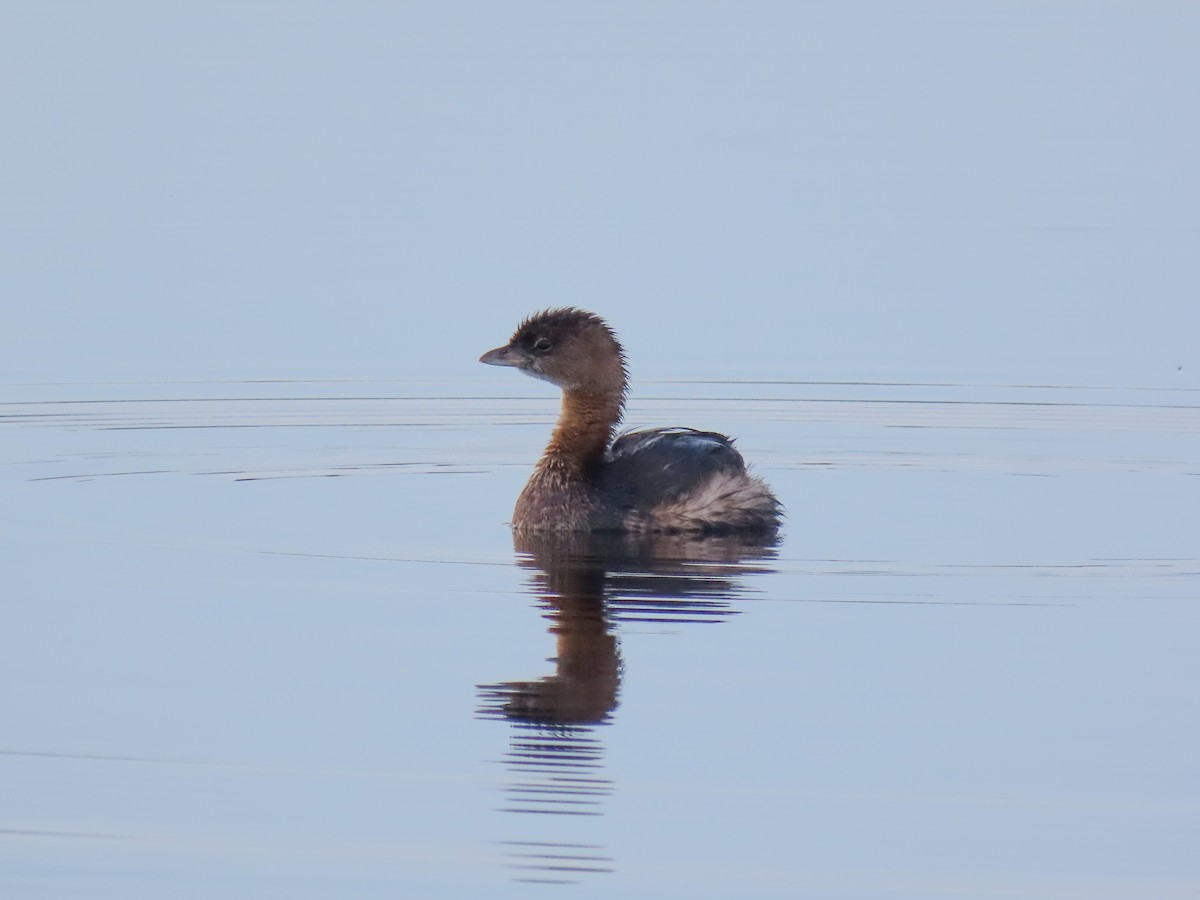 Pied-billed Grebe - ML646906330