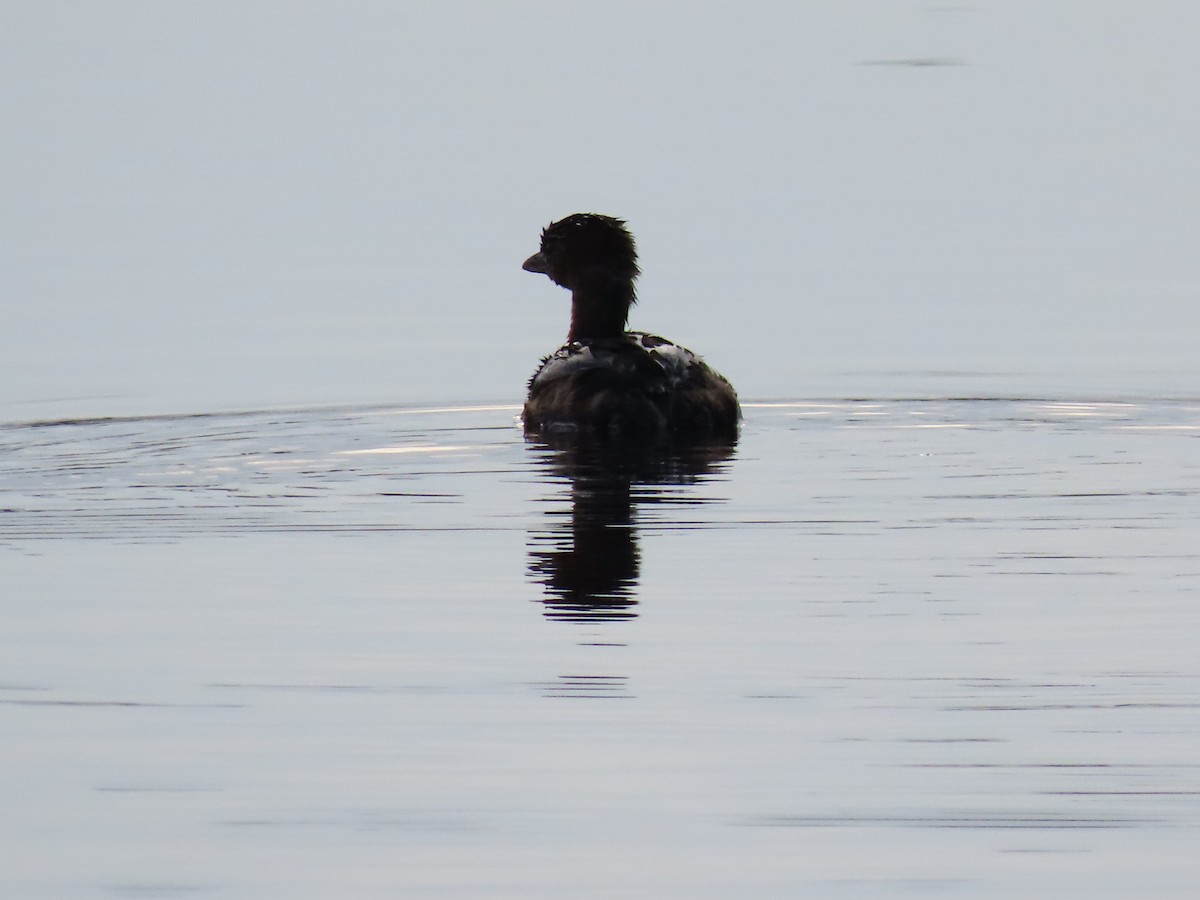 Pied-billed Grebe - ML646906331