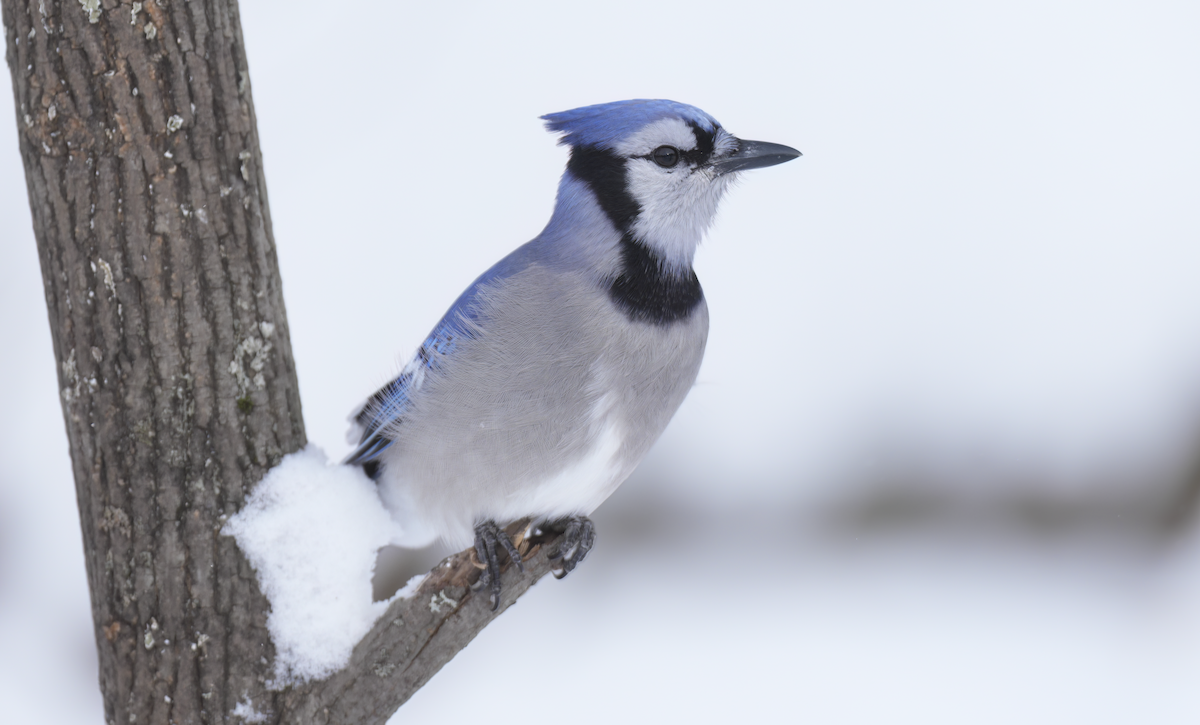 Blue Jay - ML646906332