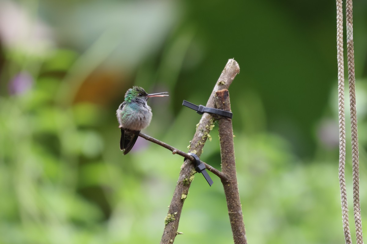 Ariane aimable - ML646906336