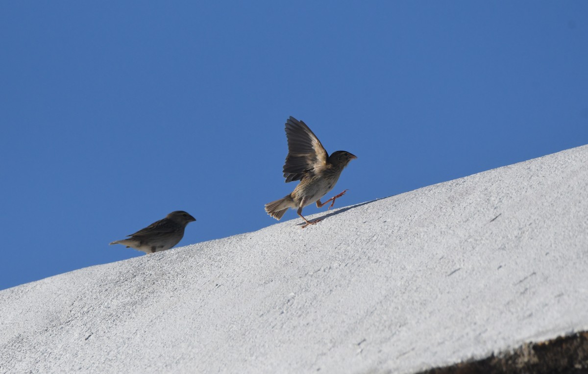 Southern Red Bishop - ML646906339