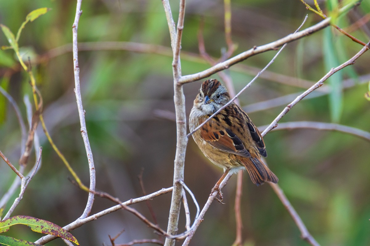 Swamp Sparrow - ML646906340