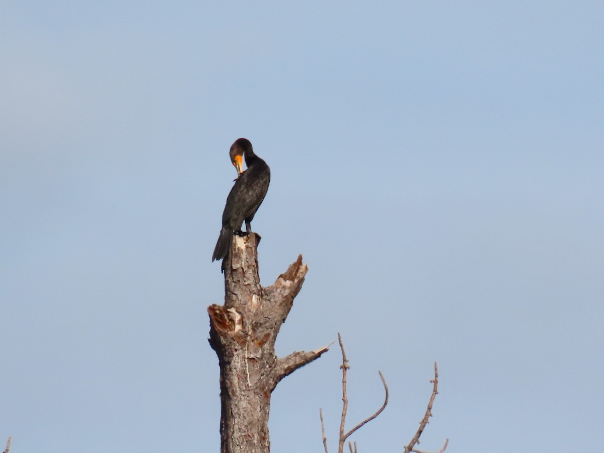 Double-crested Cormorant - ML646906342