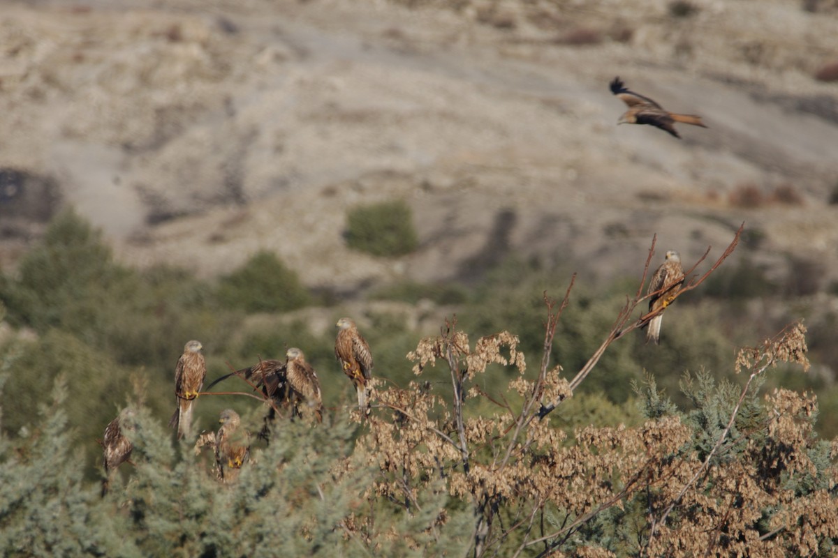 Nibbio reale - ML646906343