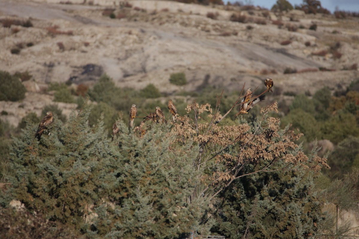 Nibbio reale - ML646906344